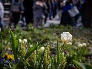 Tulpenfrühling 2023_Stadtmarketing Backnang_(c)_Alex Becher (12)