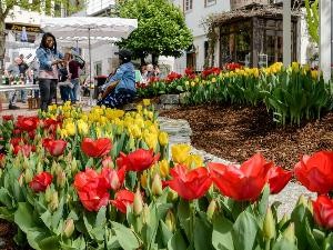 Stadtmarketing Backang_Tulpenfrühling